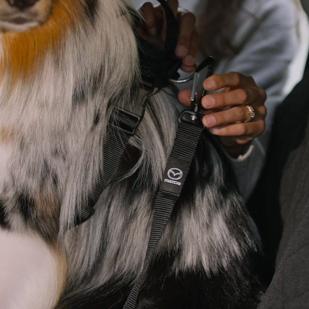 Pet Seatbelt | Mazda
